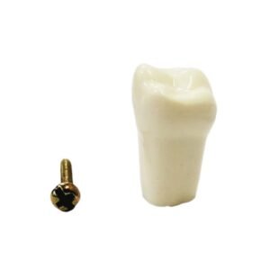 API Typodonts Individual B561 – Adult Size